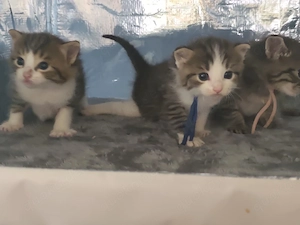 Kitten.... Bild 4