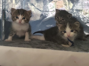 Kitten.... Bild 5