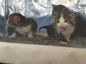 Kitten.... Bild 8