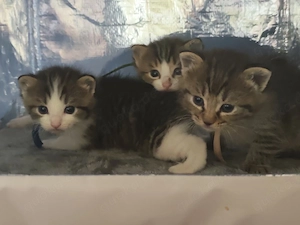 Kitten.... Bild 3