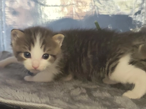 Kitten.... Bild 2