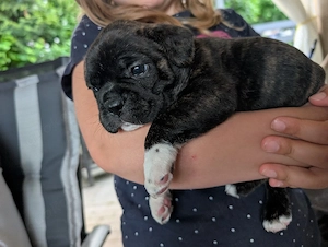 Französische Bulldoggen Welpen 