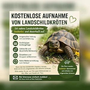 Aufnahme Landschildkröten