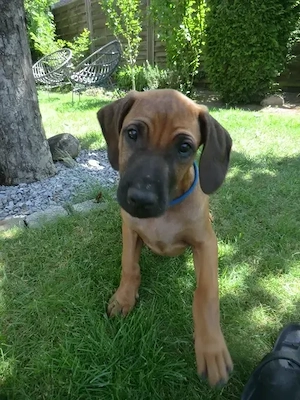 RR Rhodesian Ridgeback Welpen Südafrika Hunde