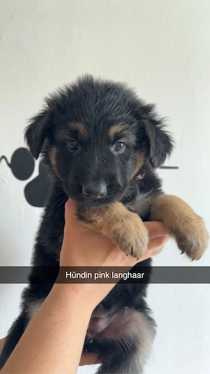 Tolle Mix Weißer Schäferhund X Herder  Malinois Holländischer Belgischer  Schäferhund 
