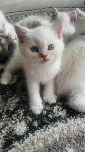 6 BKH Lilac Point 4 Kitten Reserviert