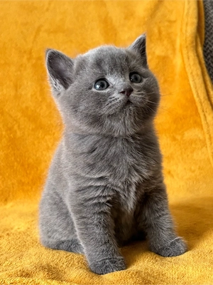 BKH Kitten