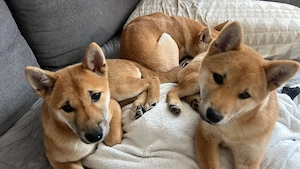 Shiba Inu Rüden