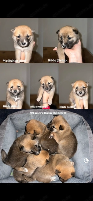 Shiba Inu Rüden Bild 3