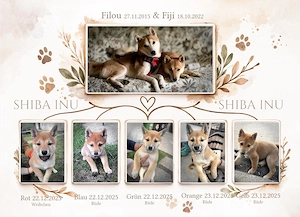 Shiba Inu Rüden Bild 2