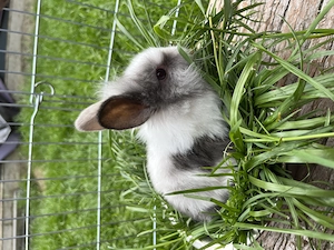 Zwergkaninchen Löwenkopf 