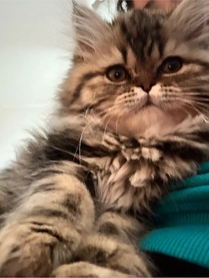 süßen kater zu verkaufen  Bild 3