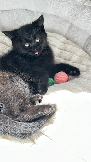 BKH Kitten zu verkaufen ,entwurmt und geimpft (  schoko )    Oberndorf am Neckar.     Bild 7