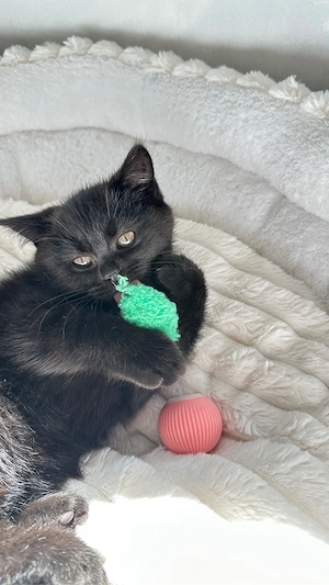 BKH Kitten zu verkaufen ,entwurmt und geimpft (  schoko )    Oberndorf am Neckar.     Bild 8
