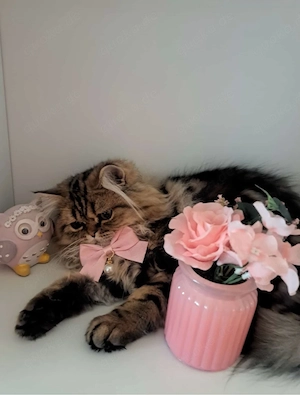 süßen kater zu verkaufen  Bild 2