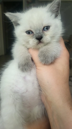 6 BKH Lilac Point Kitten Noch 2 Kater frei