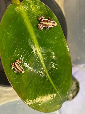 Epipedobates Anthonyi 0.0.10