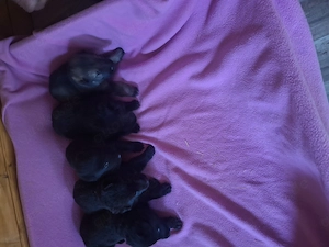 Deutsche Schäferhundewelpen aus Leistungszucht abzugeben