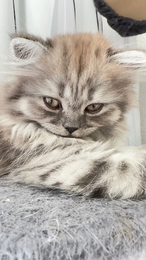BKH , BLH Kitten (78727 Oberndorf a.N.) Bild 4