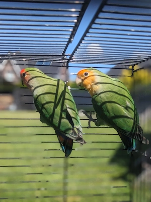 Rosenköpfchen 