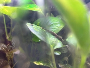 Jungferngecko (Lepidodactylus lugubris)   Nachzuchten abzugeben