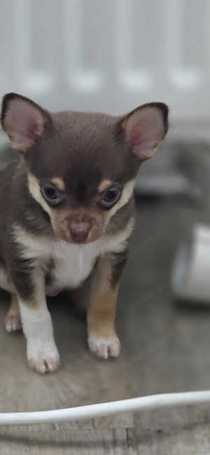reinrassige chihuahua welpen suchen ein zuhause 