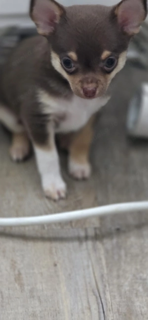 reinrassige chihuahua welpen suchen ein zuhause  Bild 2