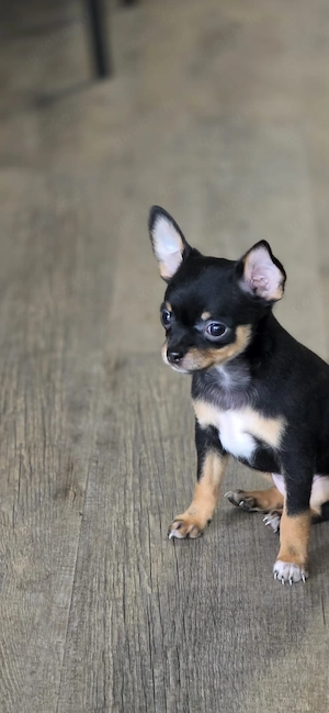 reinrassige chihuahua welpen suchen ein zuhause  Bild 5