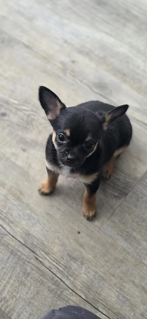 reinrassige chihuahua welpen suchen ein zuhause  Bild 4