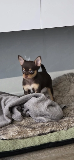 reinrassige chihuahua welpen suchen ein zuhause  Bild 3