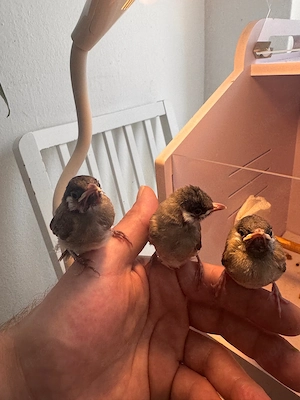 irakische BulBul