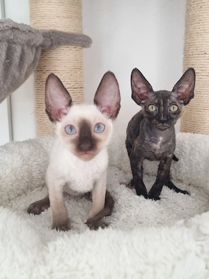 Edle Cornish Rex Kitten aus dem Zucht, Stammbaum 