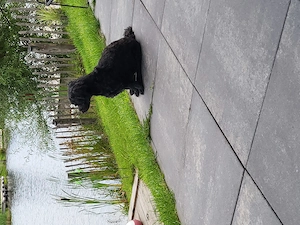 Wer möchte Sam  adoptieren?
