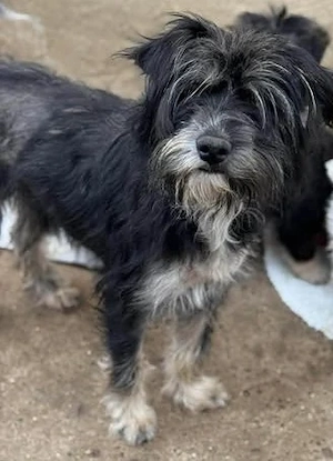 Sehr liebenswerte Hundedame Joy
