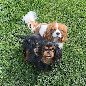 Cavalier King Charles Spaniel Welpen