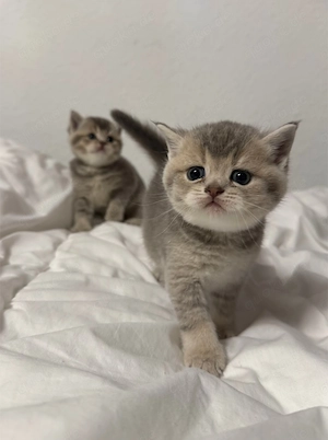 Reinrassige British Kurzhaar Kitten