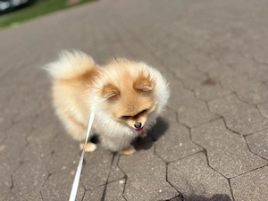 Pomeranian 10 Monate