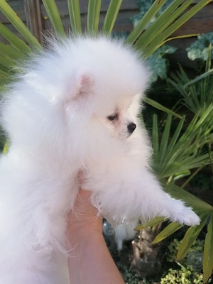 Reinrassige Pomeranian Zwerspitz Mädchen