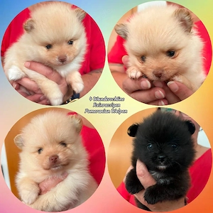 4 Wunderschöne Reinrassige Pomeranian Welpen 