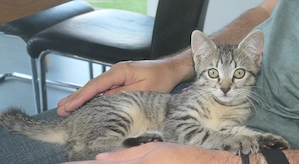 Babykatzen Kitten EK Bild 3
