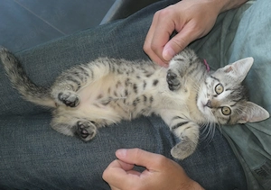 Babykatzen Kitten EK Bild 2