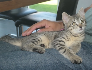 Babykatzen Kitten EK Bild 1