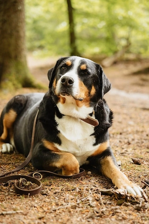 Sturer, lernwilliger Rocky wartet in 25795 Weddingstedt auf ein ruhiges Zuhause.  Rocky sucht leider