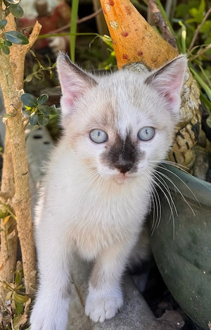 Zwei süße Katerchen suchen ein liebevolles Zuhause 