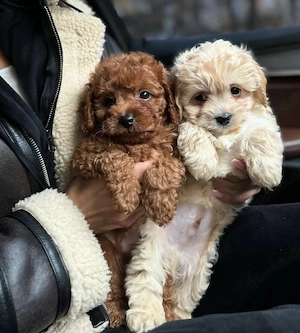 Maltipoo-Welpen