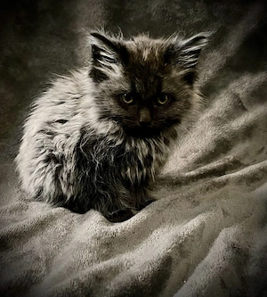 Maine Coon Kitten