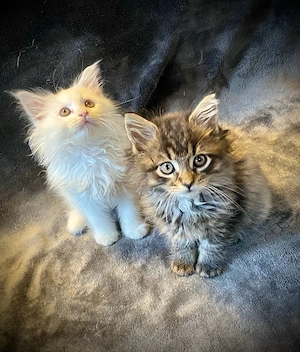 Maine Coon Kitten