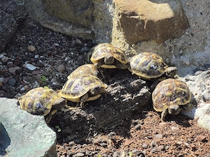 kleine griechische Landschildkröte Nachzucht 2025 