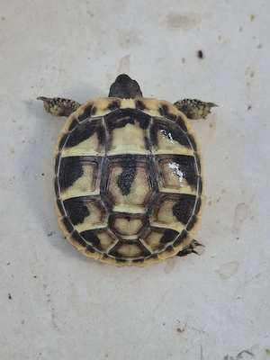 kleine griechische Landschildkröte Nachzucht 2025  Bild 2