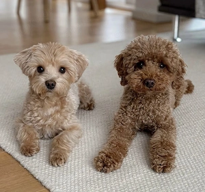 Maltipoo-Welpen